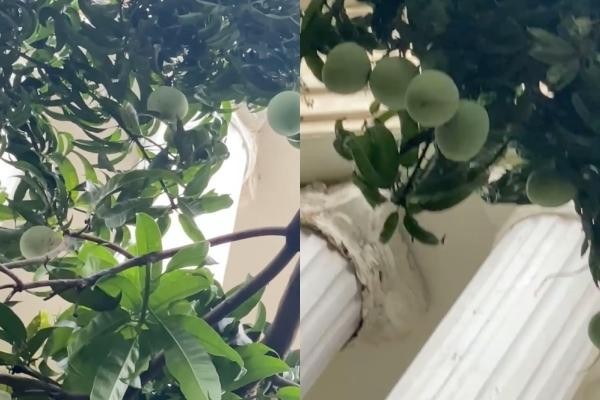 Quả xoài "tai tiếng" nhất Việt Nam: Khiến một nữ đại gia tốn cả trăm triệu vẫn chỉ biết "im lặng chịu trận"- Ảnh 1.