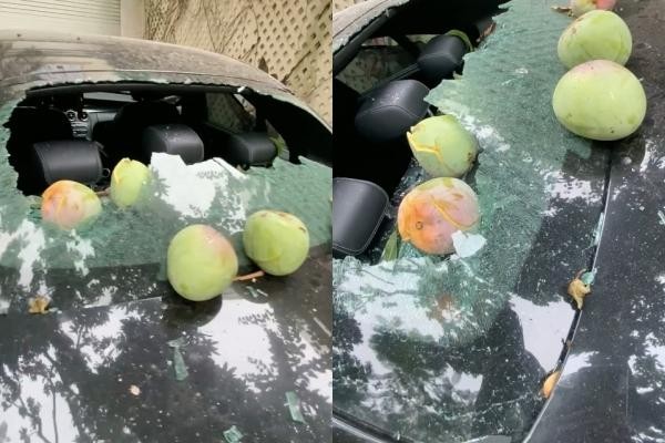 Quả xoài "tai tiếng" nhất Việt Nam: Khiến một nữ đại gia tốn cả trăm triệu vẫn chỉ biết "im lặng chịu trận"- Ảnh 2.