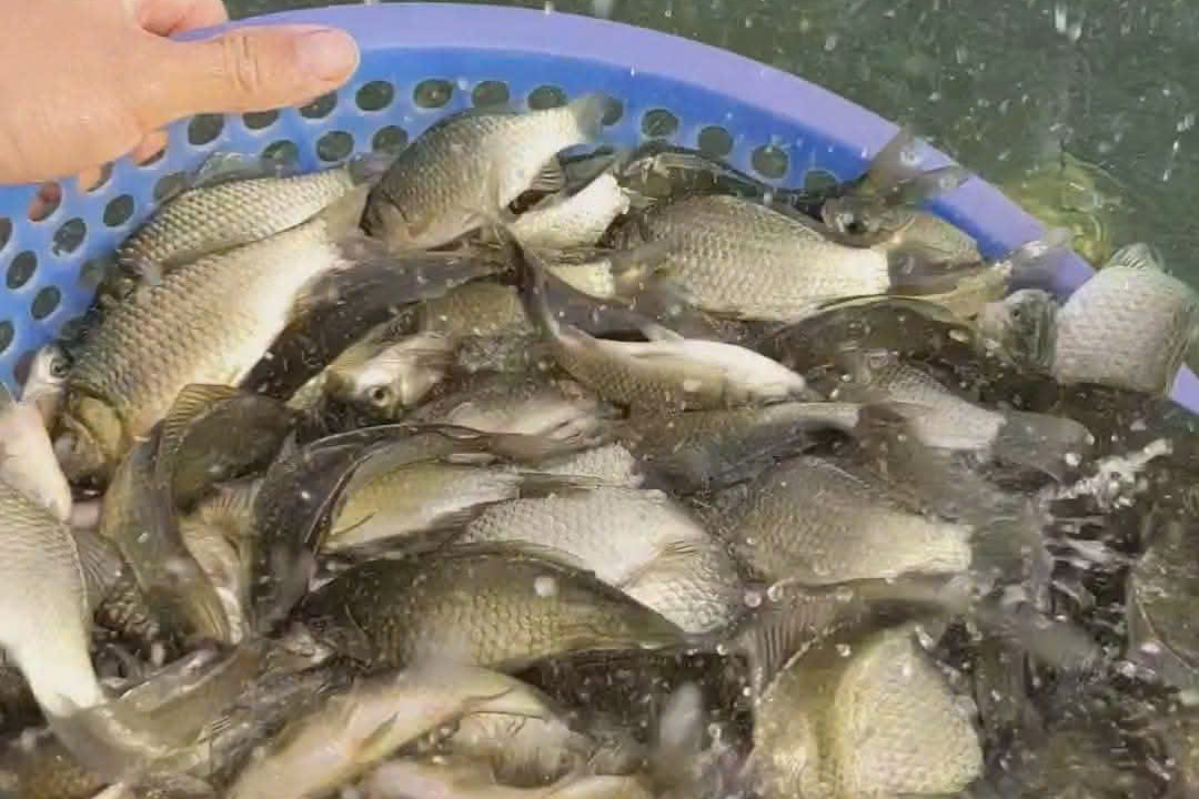 Loại cá nhỏ, rẻ nhưng được thầy thuốc xưa gọi là ‘đại bổ’, nhiều nhà nấu mãi mà không biết giá trị thật - Ảnh 3.