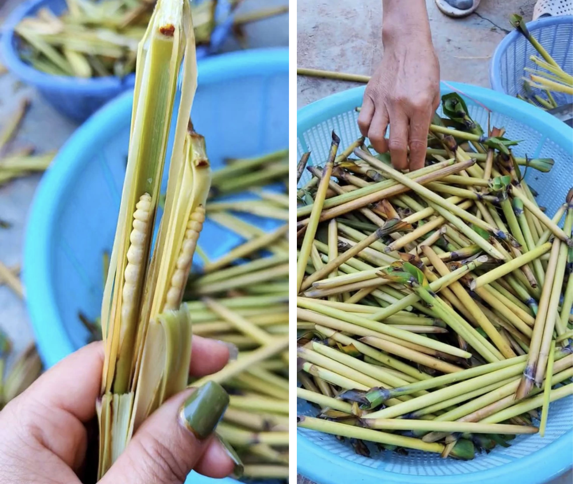 Sinh vật mềm oặt núp trong thân cây: Món đặc sản "đại bổ" lên tới hơn 3 triệu/kg- Ảnh 1. Sinh vật mềm oặt núp trong thân cây: Món đặc sản "đại bổ" lên tới hơn 3 triệu/kg- Ảnh 1.