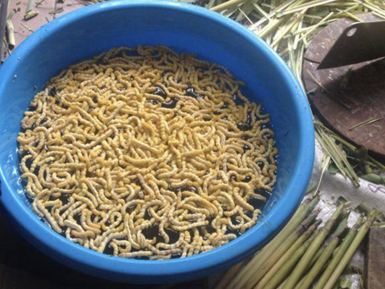 Sinh vật mềm oặt núp trong thân cây: Món đặc sản "đại bổ" lên tới hơn 3 triệu/kg- Ảnh 3. Sinh vật mềm oặt núp trong thân cây: Món đặc sản "đại bổ" lên tới hơn 3 triệu/kg- Ảnh 3.