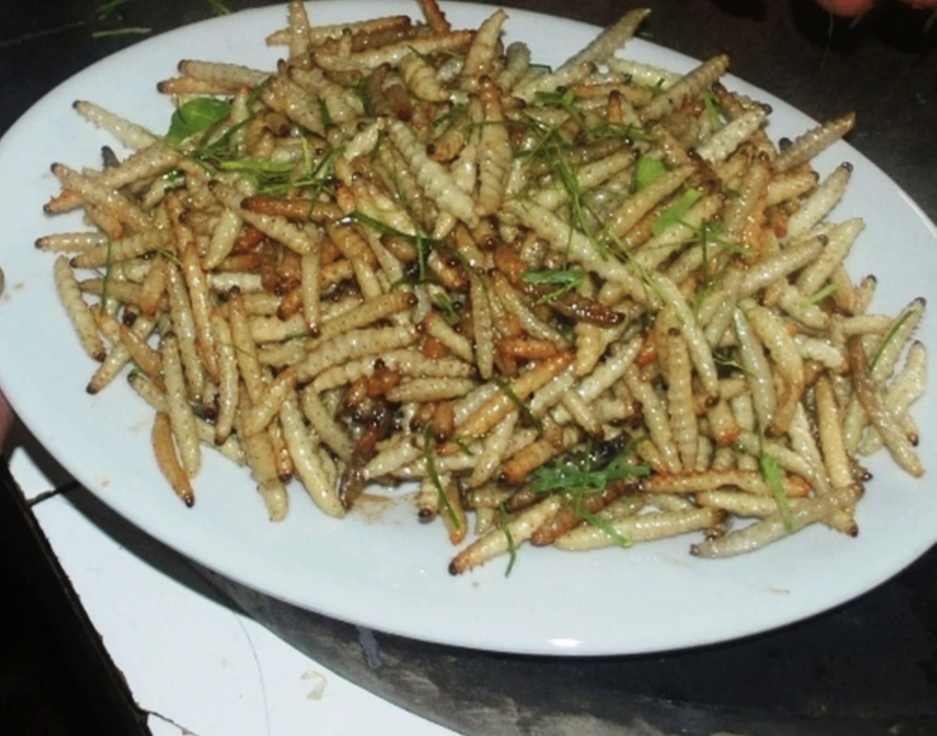 Sinh vật mềm oặt núp trong thân cây: Món đặc sản "đại bổ" lên tới hơn 3 triệu/kg- Ảnh 5. Sinh vật mềm oặt núp trong thân cây: Món đặc sản "đại bổ" lên tới hơn 3 triệu/kg- Ảnh 5.