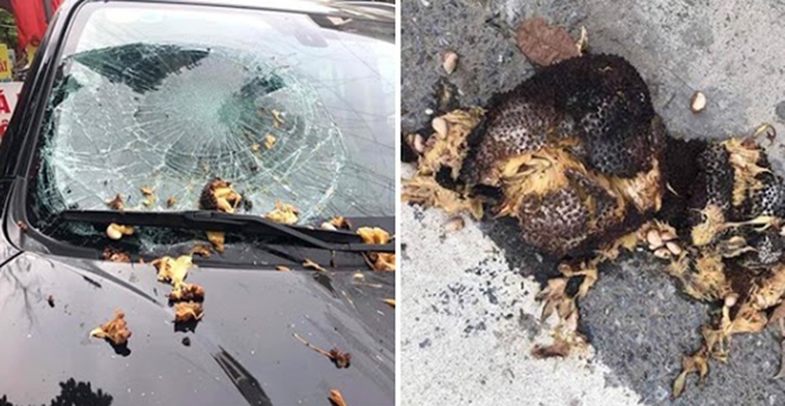 Quả xoài "tai tiếng" nhất Việt Nam: Khiến một nữ đại gia tốn cả trăm triệu vẫn chỉ biết "im lặng chịu trận"- Ảnh 6.