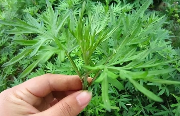 Món bánh cái tên "độc lạ" của Lạng Sơn, du khách nhận xét: Tưởng khó ăn nhưng ngon không tưởng!- Ảnh 2. Món bánh cái tên "độc lạ" của Lạng Sơn, du khách nhận xét: Tưởng khó ăn nhưng ngon không tưởng!- Ảnh 2.