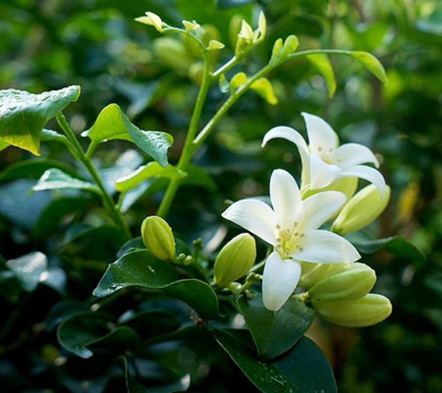 Loài cây quý như vàng, hoa nở suốt 200 ngày, trồng trong nhà là tài lộc kéo đến- Ảnh 3. Loài cây quý như vàng, hoa nở suốt 200 ngày, trồng trong nhà là tài lộc kéo đến- Ảnh 3.