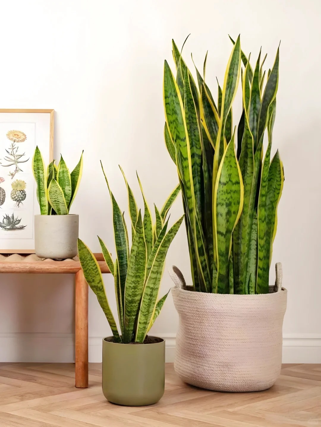 Lưỡi hổ là cây hút tài hay phá tài? Xem lại cách bạn đang đặt cây trong nhà- Ảnh 3. Lưỡi hổ là cây hút tài hay phá tài? Xem lại cách bạn đang đặt cây trong nhà- Ảnh 3.