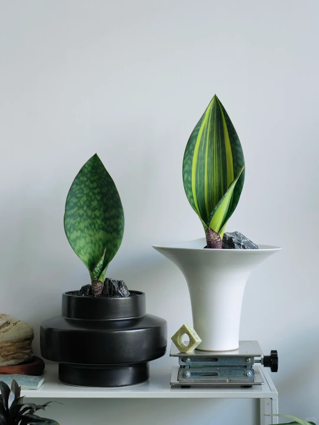 Lưỡi hổ là cây hút tài hay phá tài? Xem lại cách bạn đang đặt cây trong nhà- Ảnh 12. Lưỡi hổ là cây hút tài hay phá tài? Xem lại cách bạn đang đặt cây trong nhà- Ảnh 12.