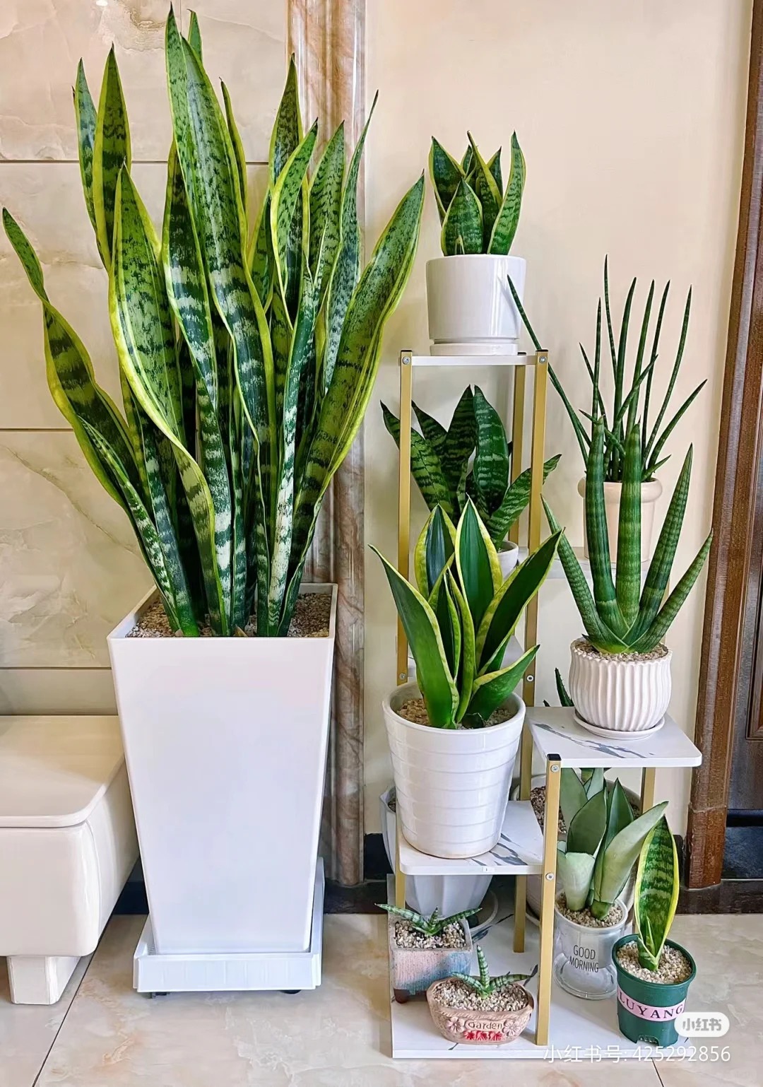 Lưỡi hổ là cây hút tài hay phá tài? Xem lại cách bạn đang đặt cây trong nhà- Ảnh 4. Lưỡi hổ là cây hút tài hay phá tài? Xem lại cách bạn đang đặt cây trong nhà- Ảnh 4.