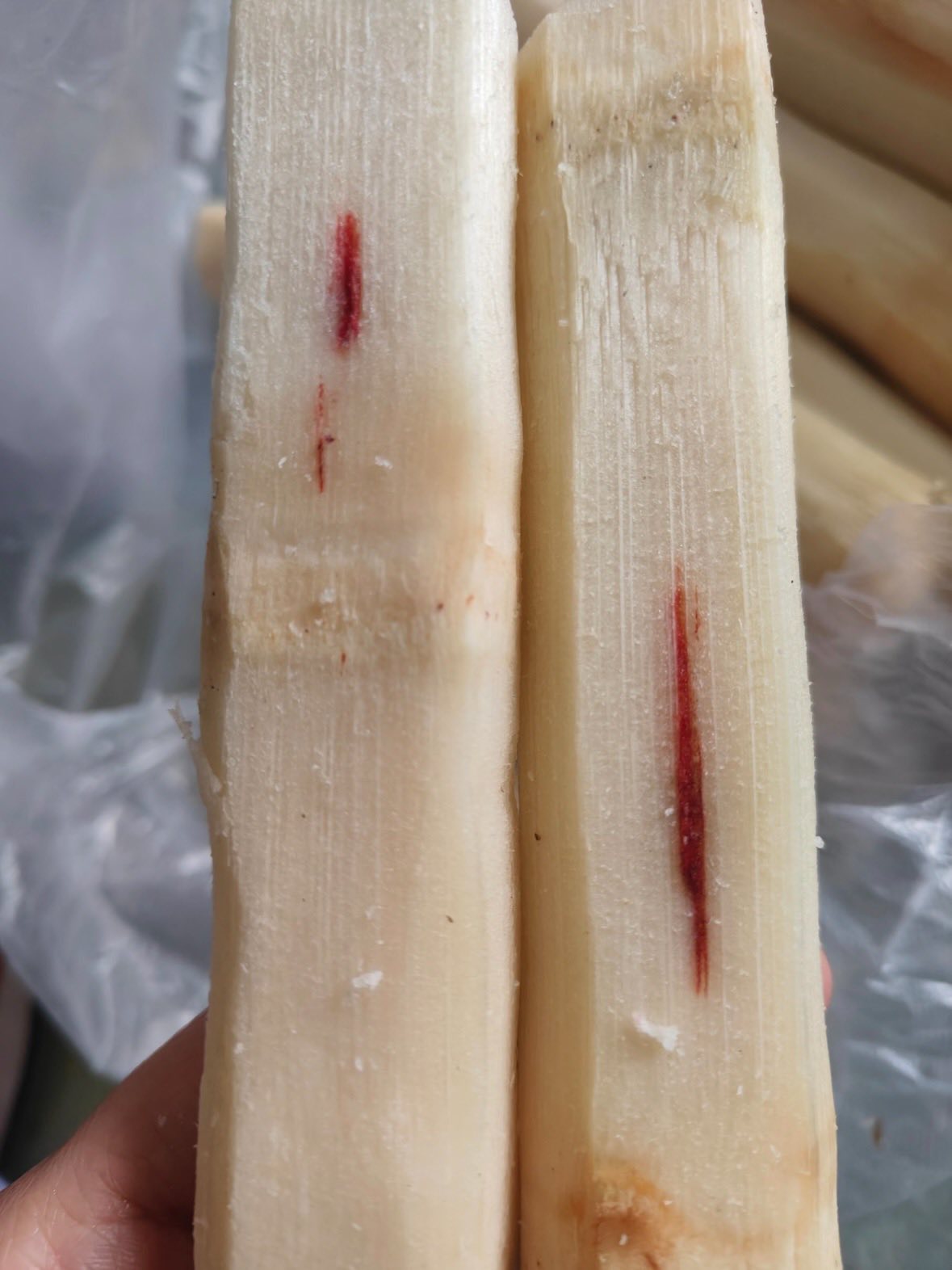 Mua mía thấy vệt đỏ trên thân thì vứt ngay lập tức, ăn vào nôn mửa, co giật tay chân- Ảnh 2.