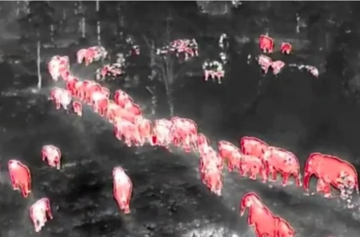 Hơn 100 sinh vật khổng lồ tràn qua khu rừng lúc 2h sáng, cảnh tượng khiến người dân thấp thỏm cả đêm - Ảnh 1.