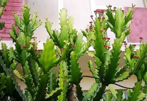 6 loại cây không nên trồng gần nhà gây nguy hiểm cho gia đình - Ảnh 5.