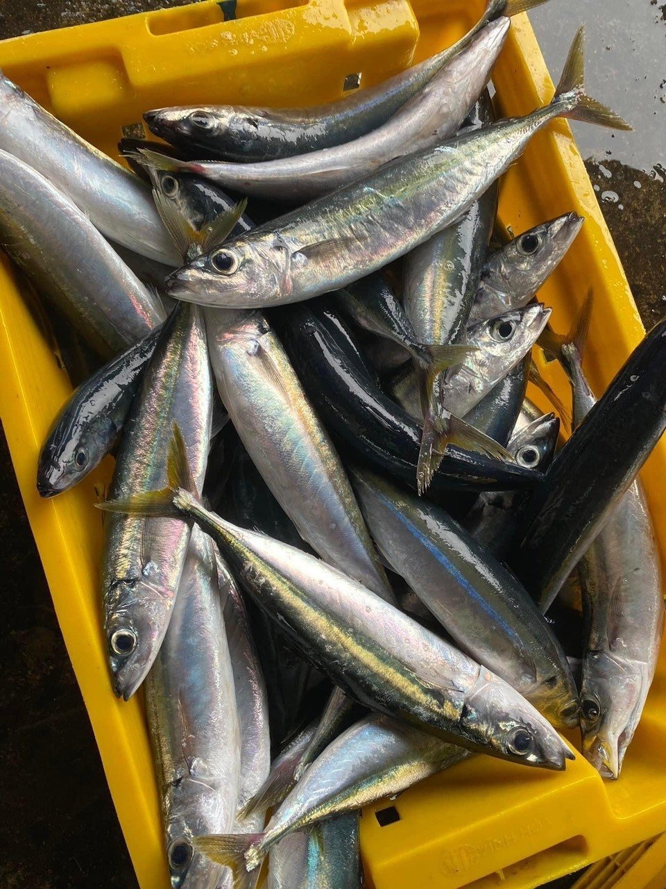 6 loại cá "vô địch" omega-3 bán đầy chợ, càng ăn càng khỏe - Ảnh 3.