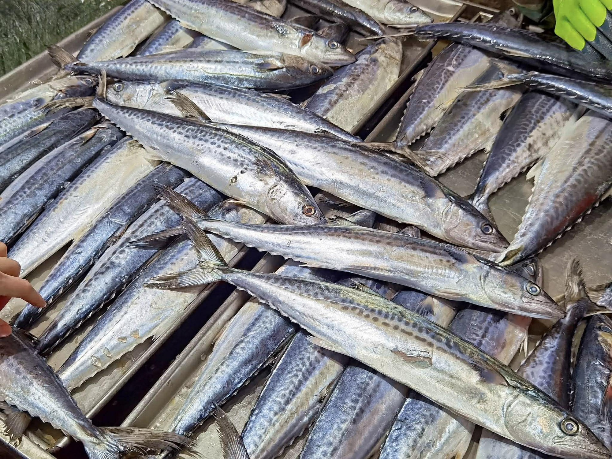 4 loại cá ngon nhất lúc này dùng nấu 4 món ăn cực thỏa mãn vị giác lại tốt để bồi bổ sức khỏe- Ảnh 1. 4 loại cá ngon nhất lúc này dùng nấu 4 món ăn cực thỏa mãn vị giác lại tốt để bồi bổ sức khỏe- Ảnh 1.