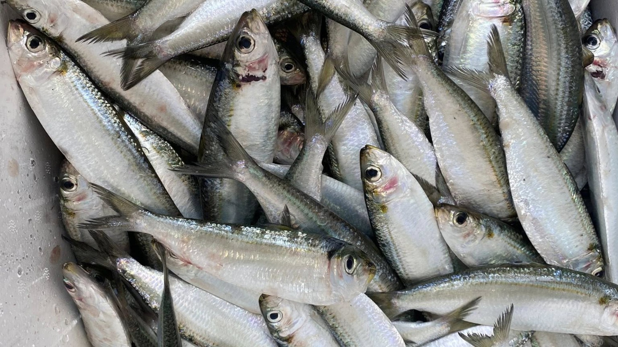 6 loại cá "vô địch" omega-3 bán đầy chợ, càng ăn càng khỏe - Ảnh 4.