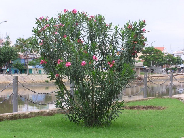 6 loại cây không nên trồng gần nhà gây nguy hiểm cho gia đình - Ảnh 4.