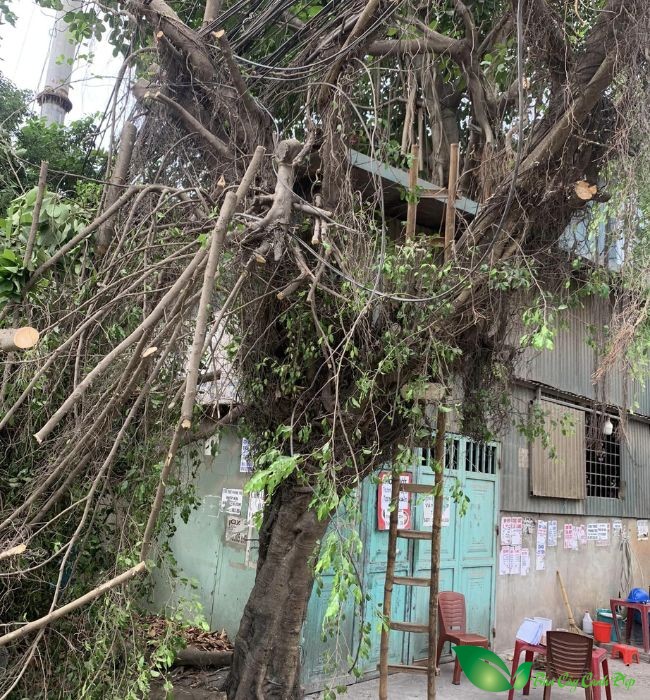 6 loại cây không nên trồng gần nhà gây nguy hiểm cho gia đình - Ảnh 1.