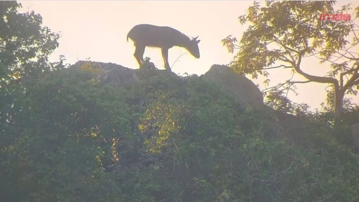 Kiểm lâm bất ngờ phát hiện loài vật cổ xưa trên sườn núi, người dân không khỏi xôn xao - Ảnh 4.