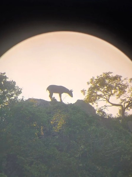 Kiểm lâm bất ngờ phát hiện loài vật cổ xưa trên sườn núi, người dân không khỏi xôn xao - Ảnh 1.