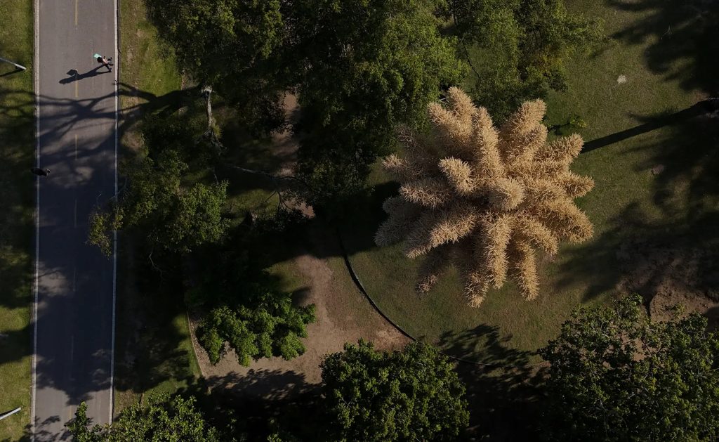 Loài cây hiếm bậc nhất hành tinh nở ra 25 triệu bông hoa 1 lần duy nhất sau 70 năm, cả thế giới ngước nhìn choáng ngợp- Ảnh 3.