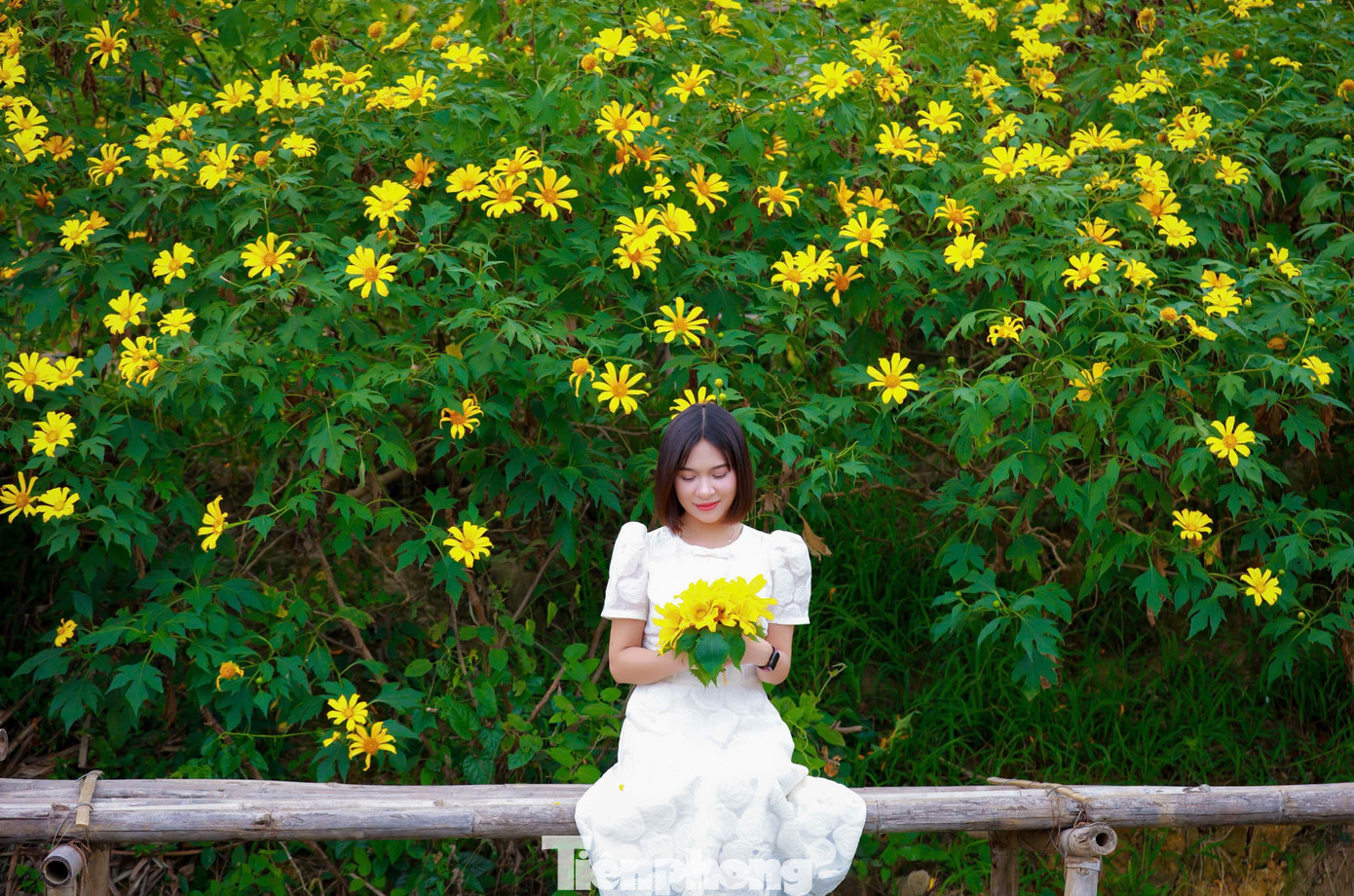 Hoa dã quỳ rực rỡ như Tây Nguyên giữa lòng Hà Nội- Ảnh 12.