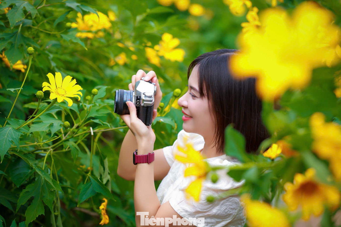 Hoa dã quỳ rực rỡ như Tây Nguyên giữa lòng Hà Nội- Ảnh 9.