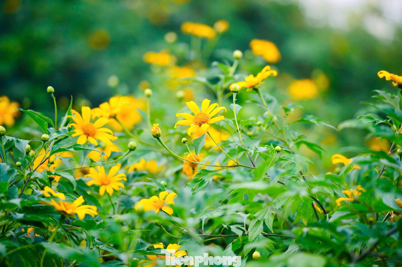 Hoa dã quỳ rực rỡ như Tây Nguyên giữa lòng Hà Nội- Ảnh 7.