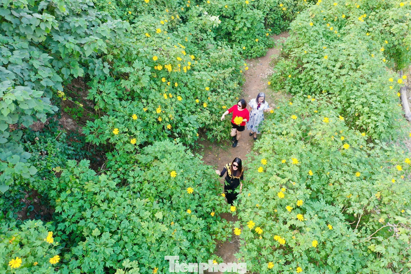 Hoa dã quỳ rực rỡ như Tây Nguyên giữa lòng Hà Nội- Ảnh 3.