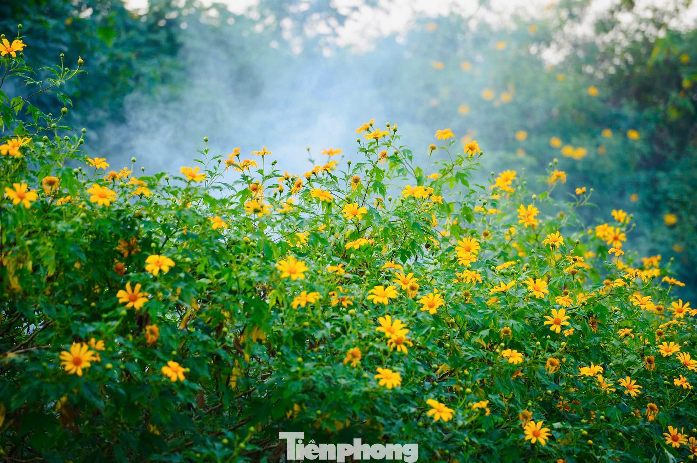 Hoa dã quỳ rực rỡ như Tây Nguyên giữa lòng Hà Nội- Ảnh 8.