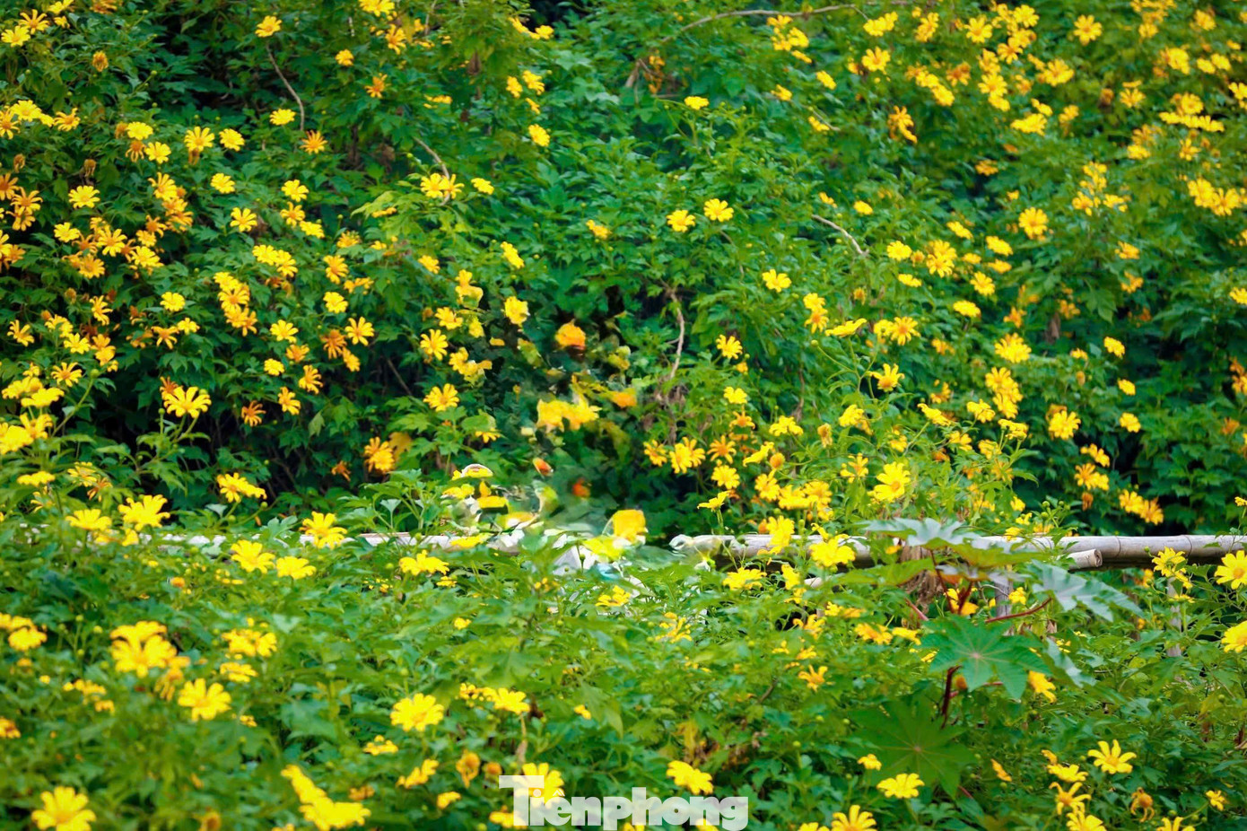 Hoa dã quỳ rực rỡ như Tây Nguyên giữa lòng Hà Nội- Ảnh 5.