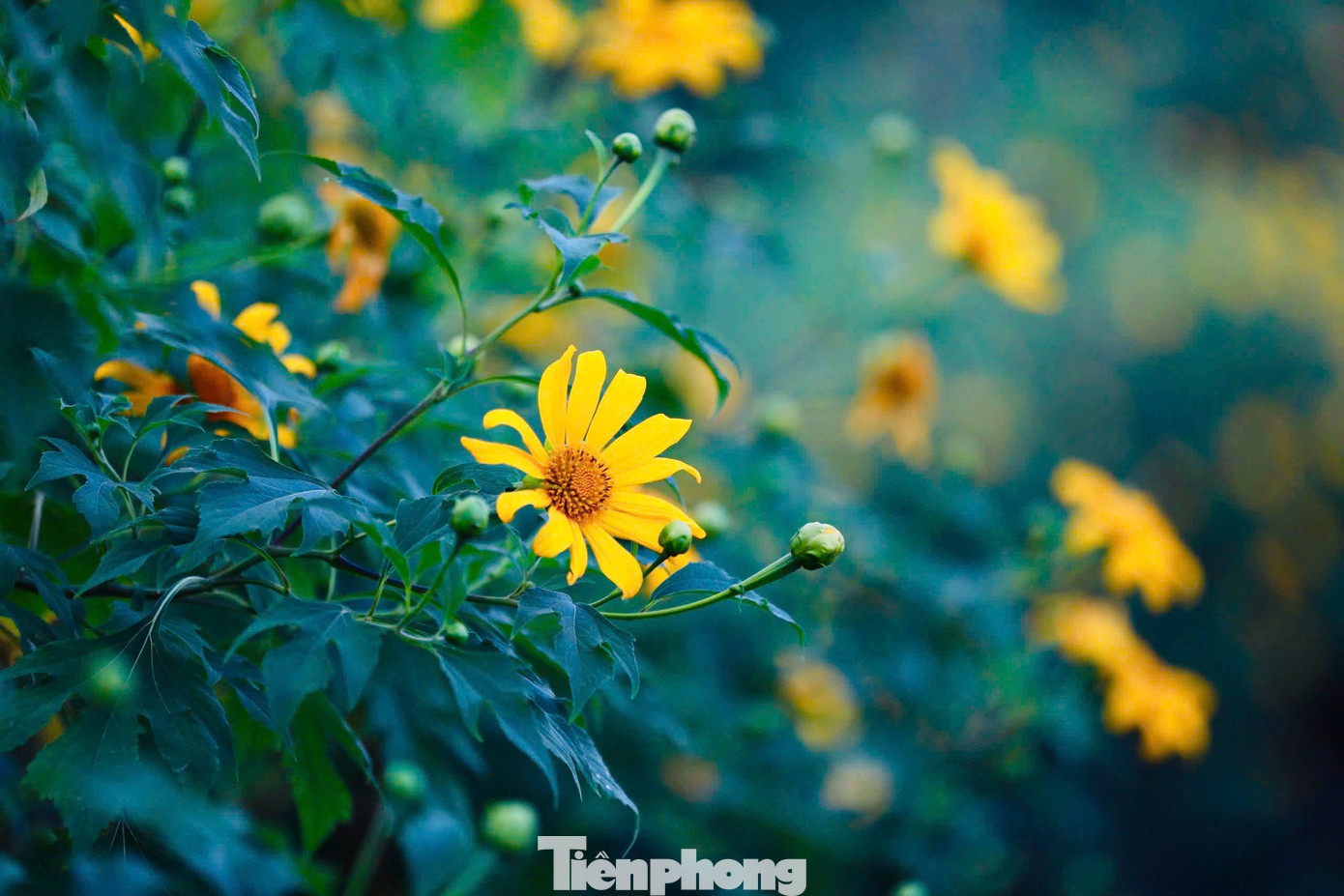 Hoa dã quỳ rực rỡ như Tây Nguyên giữa lòng Hà Nội- Ảnh 11.