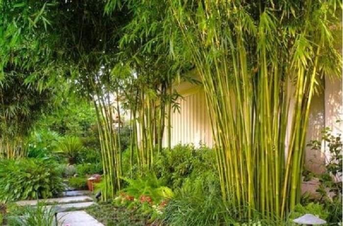 6 loại cây không nên trồng gần nhà gây nguy hiểm cho gia đình - Ảnh 2.