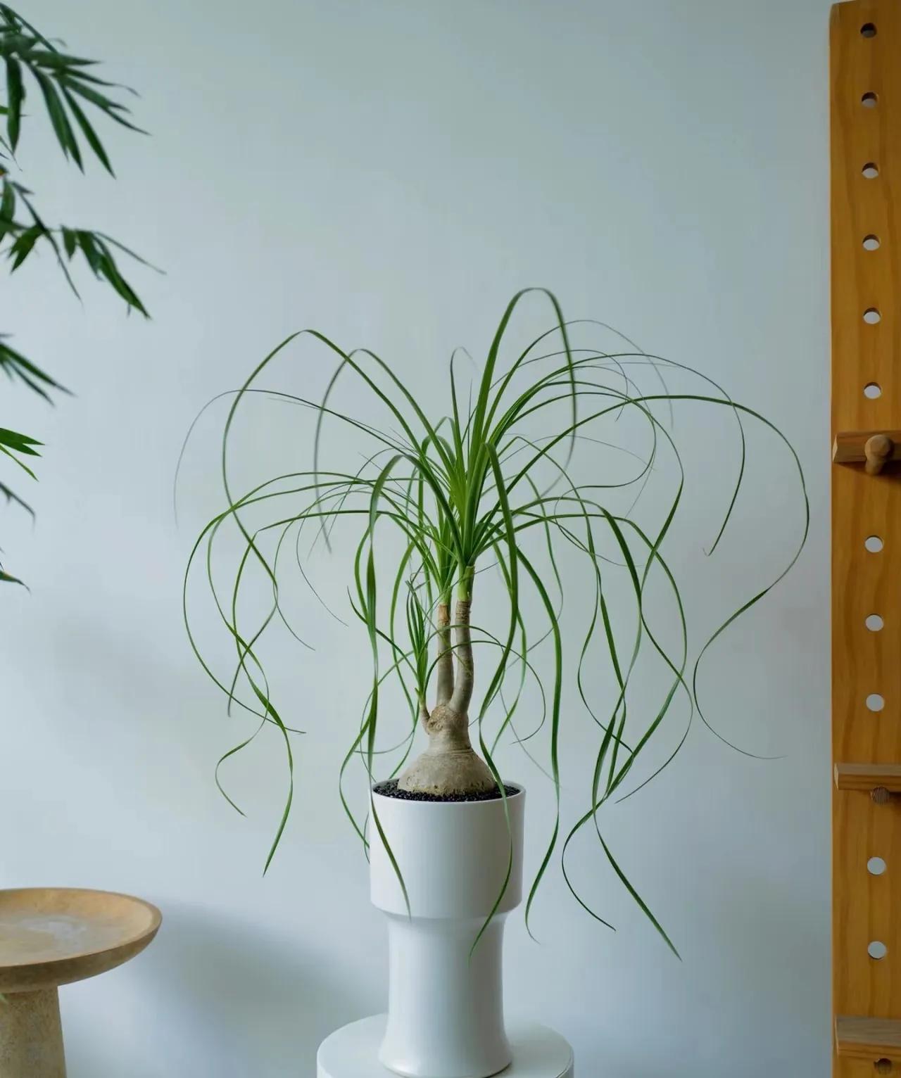 8 loại cây cảnh thanh lọc không khí trong nhà, giúp gia đình bạn khỏe mạnh hơn- Ảnh 4. 8 loại cây cảnh thanh lọc không khí trong nhà, giúp gia đình bạn khỏe mạnh hơn- Ảnh 4.