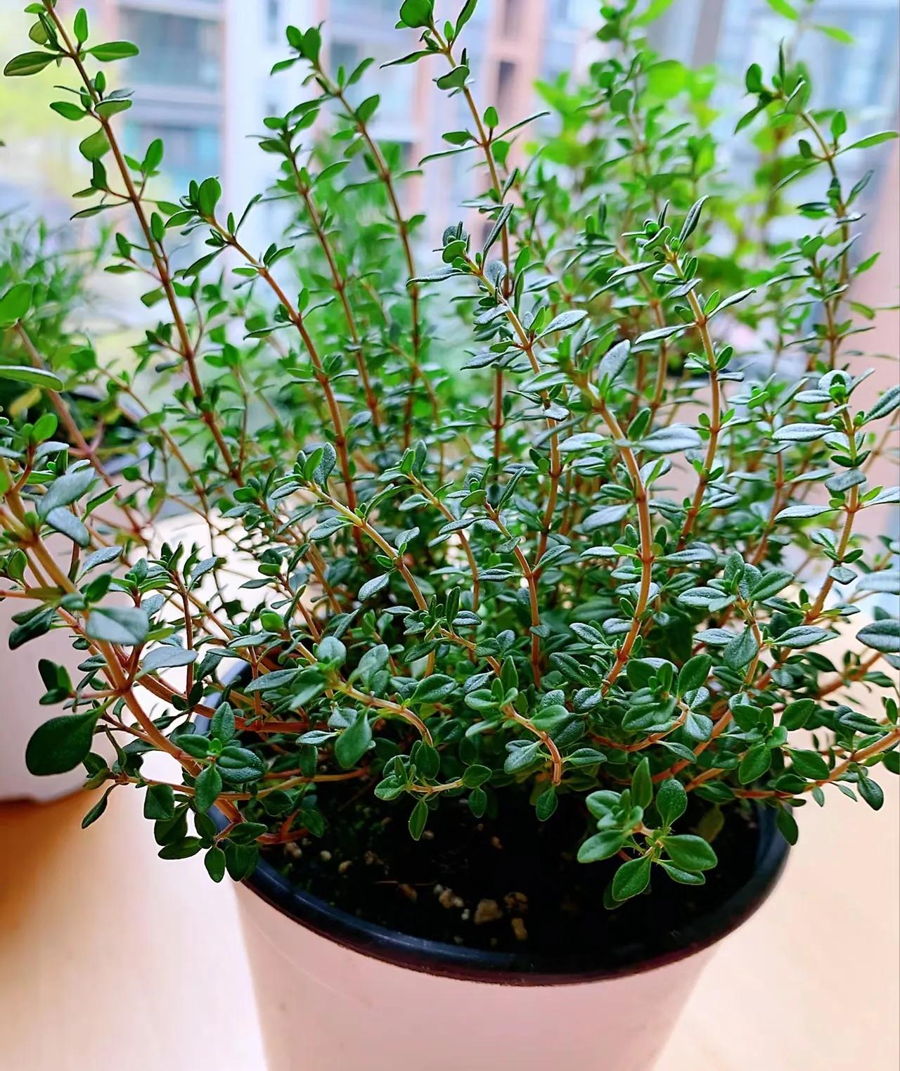 8 loại cây cảnh thanh lọc không khí trong nhà, giúp gia đình bạn khỏe mạnh hơn- Ảnh 8. 8 loại cây cảnh thanh lọc không khí trong nhà, giúp gia đình bạn khỏe mạnh hơn- Ảnh 8.