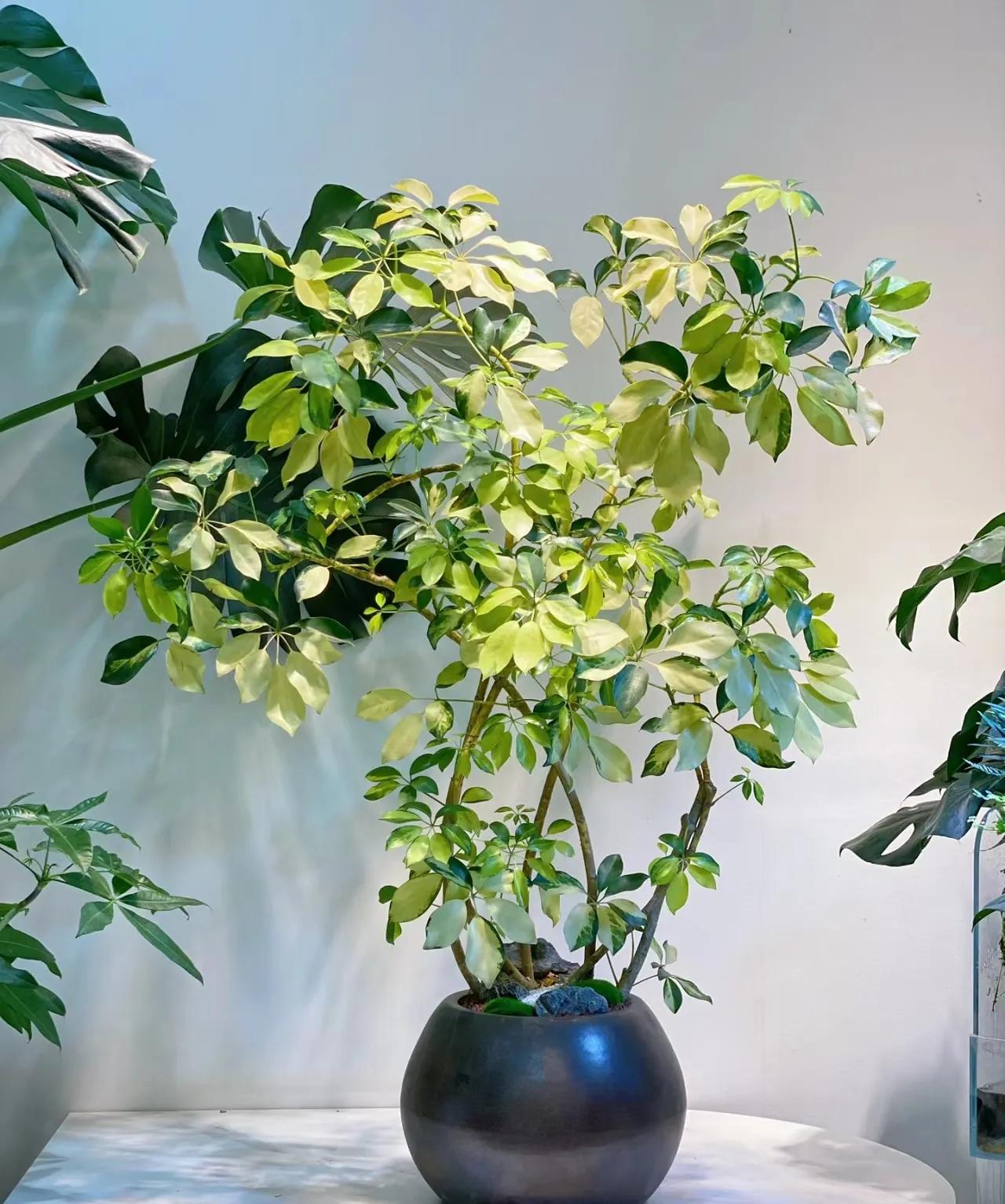 8 loại cây cảnh thanh lọc không khí trong nhà, giúp gia đình bạn khỏe mạnh hơn- Ảnh 2. 8 loại cây cảnh thanh lọc không khí trong nhà, giúp gia đình bạn khỏe mạnh hơn- Ảnh 2.