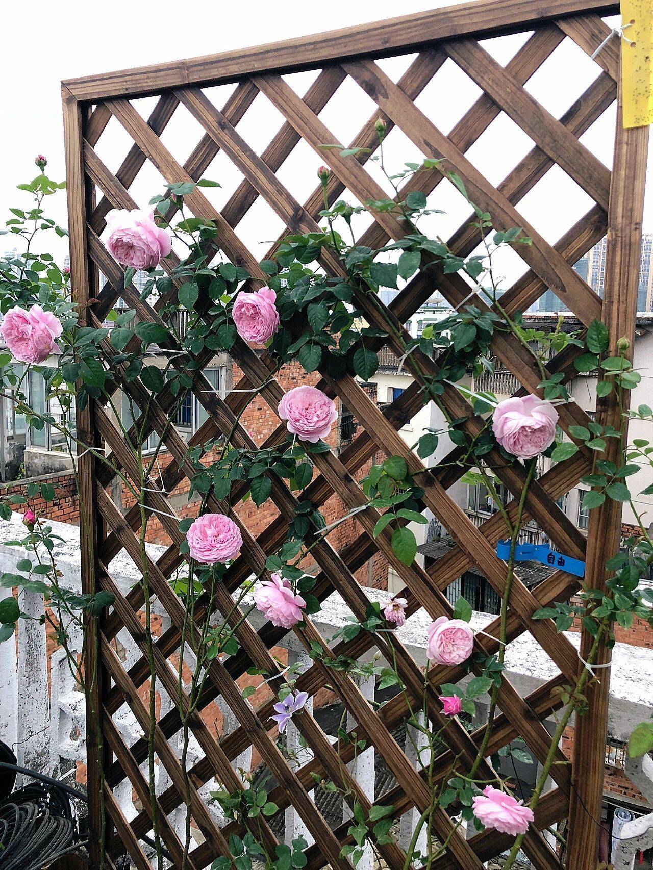 Quá mê hoa, cô gái 27 tuổi thuê luôn nhà trên sân thượng để tạo ra khu vườn đẹp như tranh vẽ của riêng mình- Ảnh 6. Quá mê hoa, cô gái 27 tuổi thuê luôn nhà trên sân thượng để tạo ra khu vườn đẹp như tranh vẽ của riêng mình- Ảnh 6.