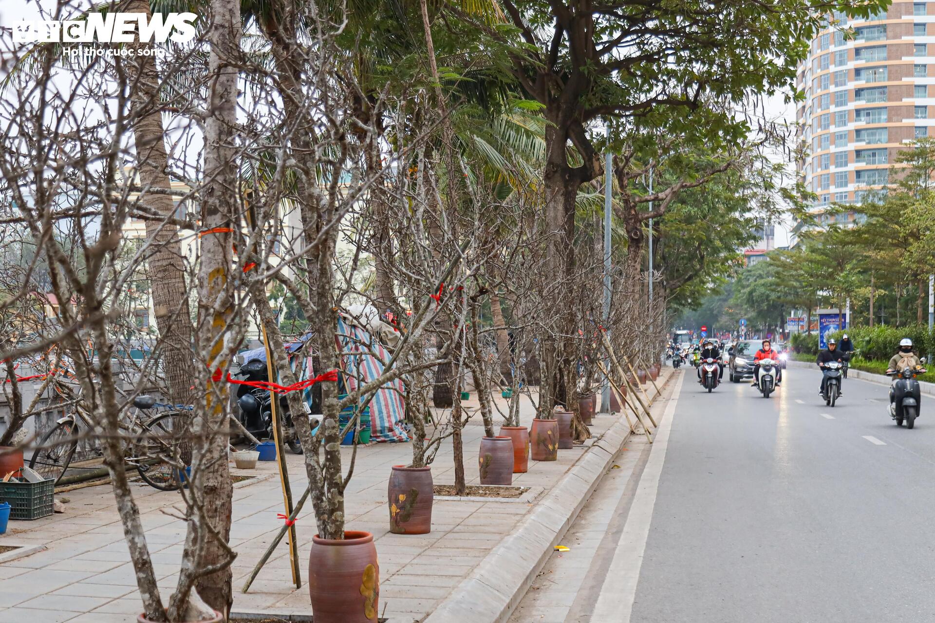 Hết Tết, người Hà Nội vẫn chi tiền triệu mua đào, lê rừng Tây Bắc- Ảnh 1. Hết Tết, người Hà Nội vẫn chi tiền triệu mua đào, lê rừng Tây Bắc- Ảnh 1.