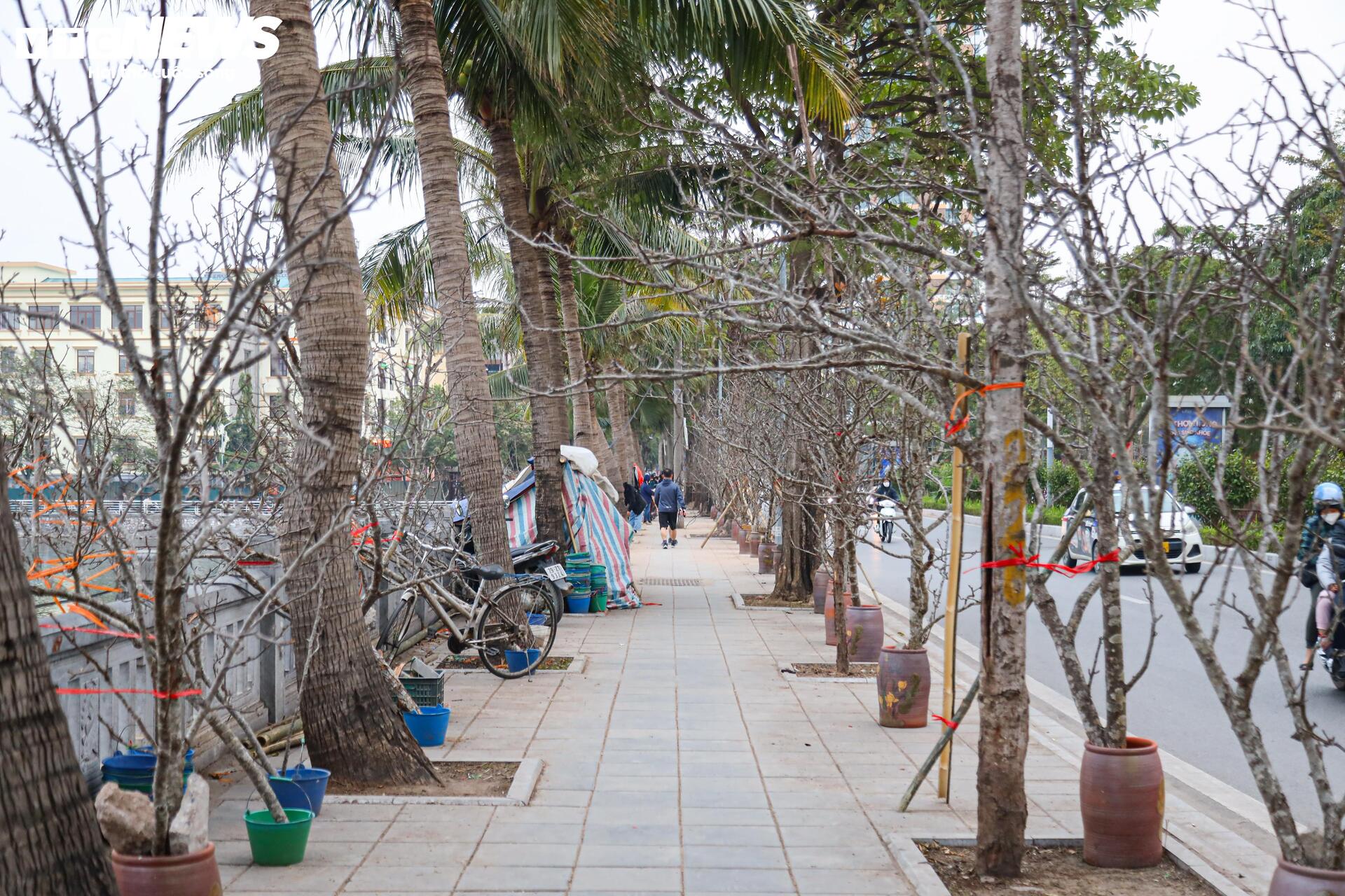 Hết Tết, người Hà Nội vẫn chi tiền triệu mua đào, lê rừng Tây Bắc- Ảnh 2. Hết Tết, người Hà Nội vẫn chi tiền triệu mua đào, lê rừng Tây Bắc- Ảnh 2.