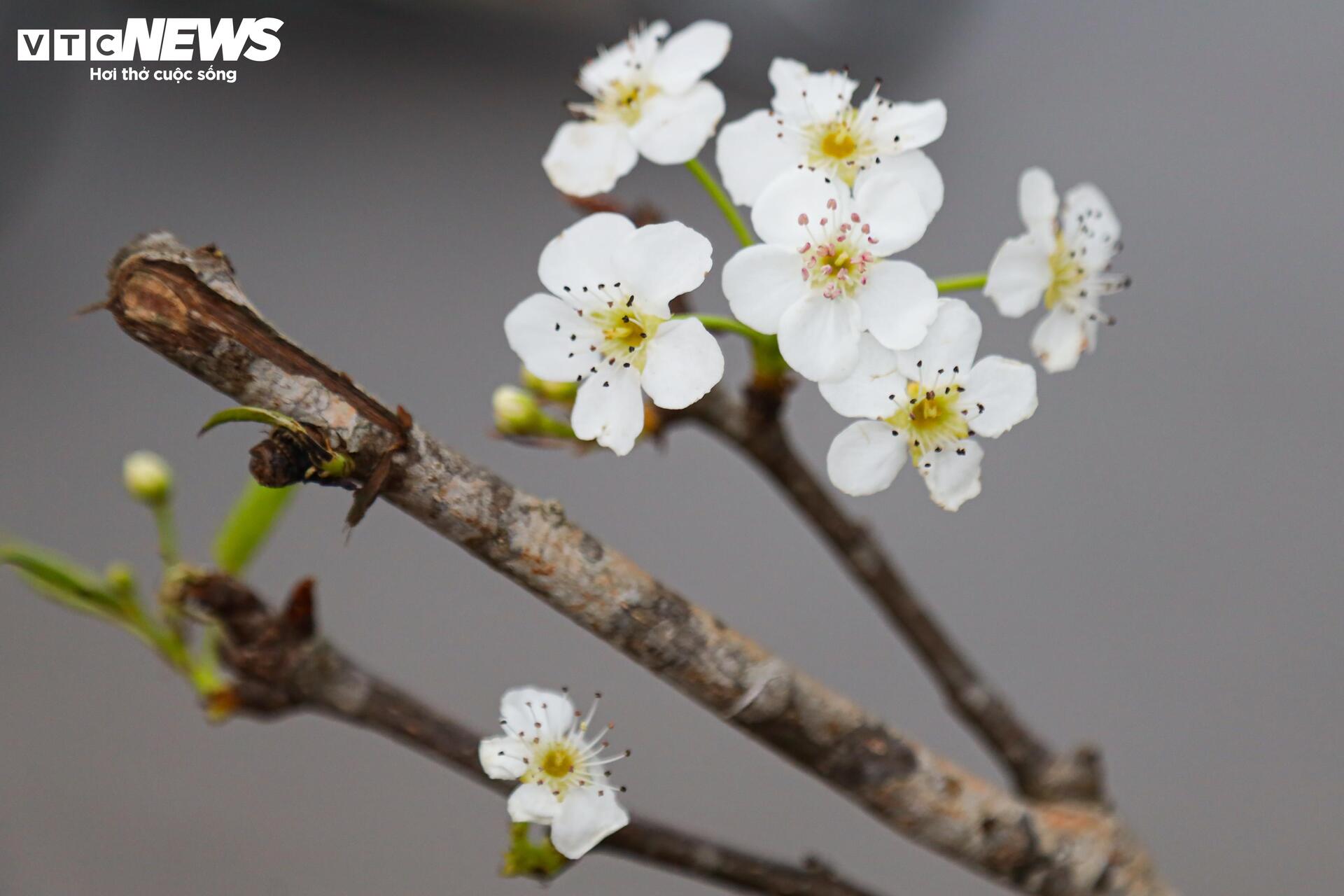 Hết Tết, người Hà Nội vẫn chi tiền triệu mua đào, lê rừng Tây Bắc- Ảnh 3. Hết Tết, người Hà Nội vẫn chi tiền triệu mua đào, lê rừng Tây Bắc- Ảnh 3.