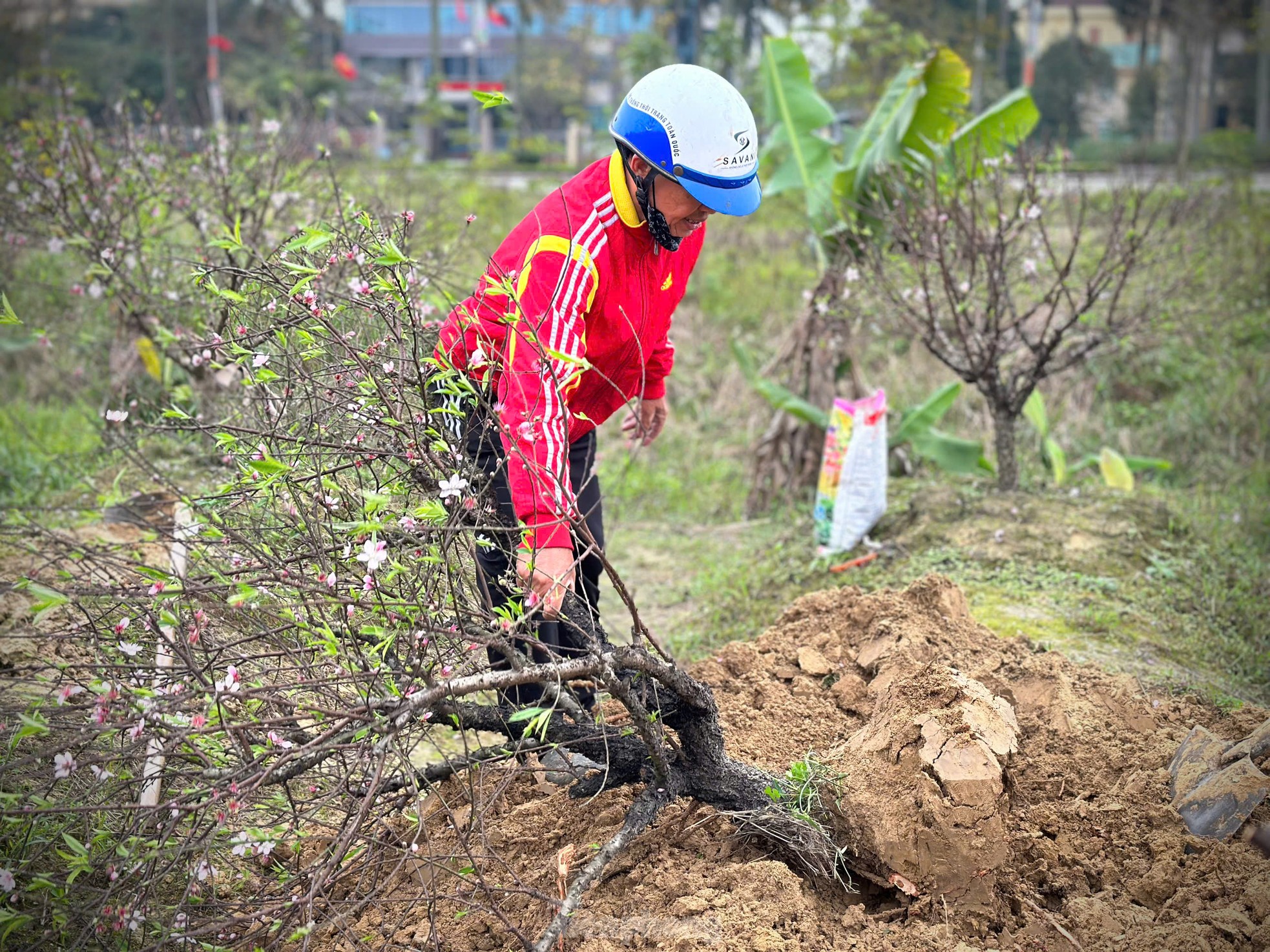 Dịch vụ 'hồi sinh' đào sau Tết hút khách- Ảnh 12.