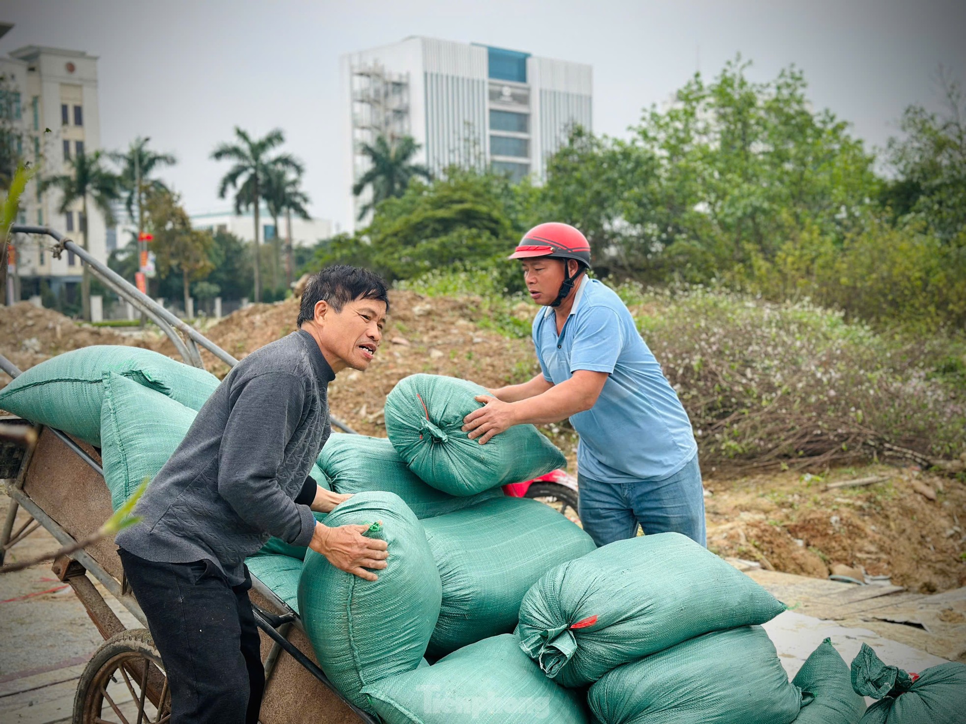 Dịch vụ 'hồi sinh' đào sau Tết hút khách- Ảnh 10.