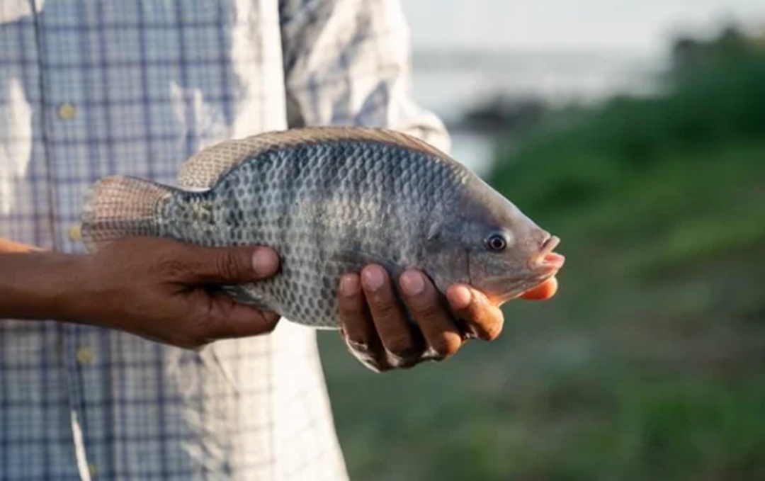 Nuôi loài vật chỉ ăn "nhì nhằng", anh nông dân nhẹ nhàng kiếm 9 tỷ đồng- Ảnh 2. Nuôi loài vật chỉ ăn "nhì nhằng", anh nông dân nhẹ nhàng kiếm 9 tỷ đồng- Ảnh 2.