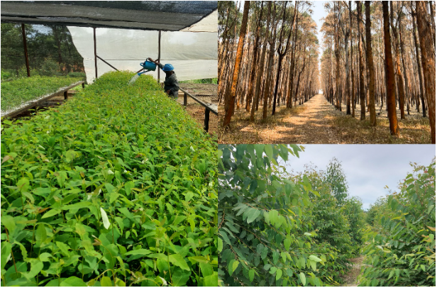 Xuân Thiện hợp tác đưa khoa học nông, lâm nghiệp Việt sang Angola- Ảnh 1.