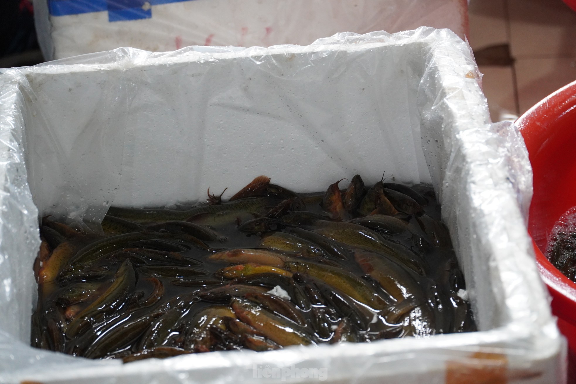 Ngày rằm tháng Giêng, hàng cá phóng sinh đông nghịt, người mua không thèm mặc cả- Ảnh 7.