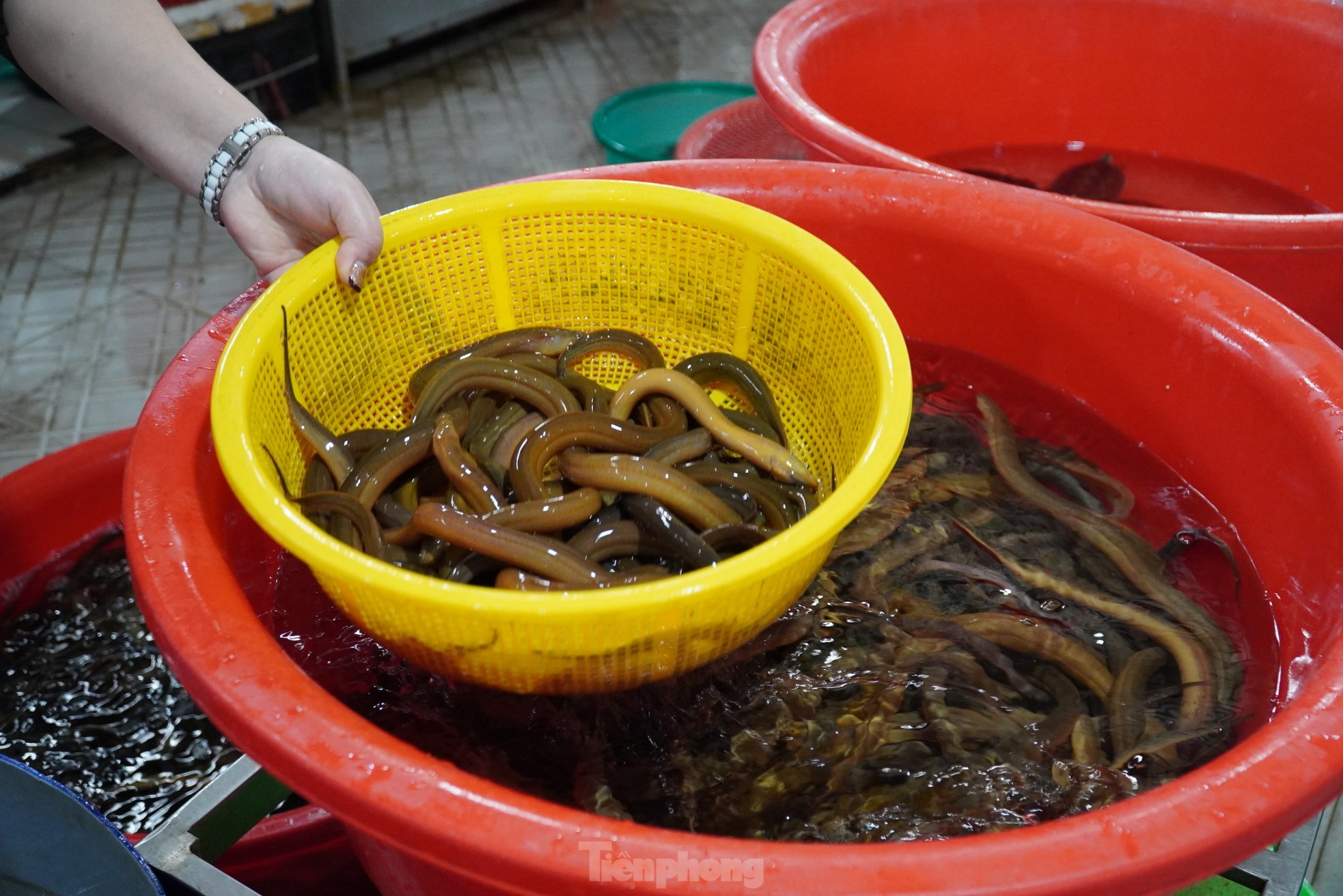 Ngày rằm tháng Giêng, hàng cá phóng sinh đông nghịt, người mua không thèm mặc cả- Ảnh 2.