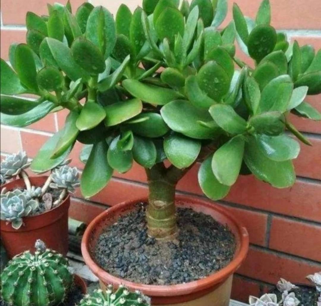 Gia đình bạn không giàu cũng vượng nếu trồng 1 trong 3 loại cây này trong nhà!- Ảnh 2. Gia đình bạn không giàu cũng vượng nếu trồng 1 trong 3 loại cây này trong nhà!- Ảnh 2.