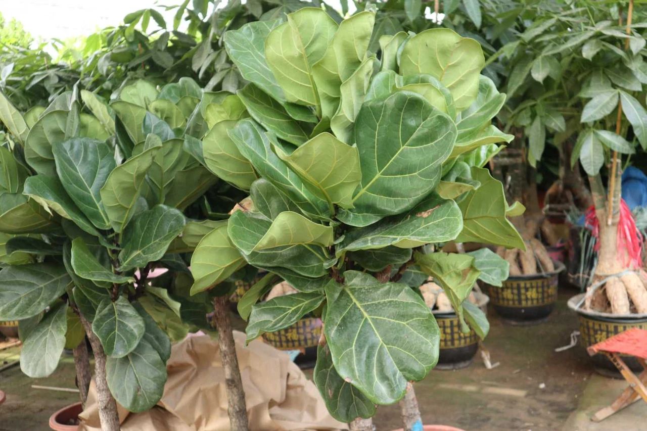 Gia đình bạn không giàu cũng vượng nếu trồng 1 trong 3 loại cây này trong nhà!- Ảnh 3. Gia đình bạn không giàu cũng vượng nếu trồng 1 trong 3 loại cây này trong nhà!- Ảnh 3.