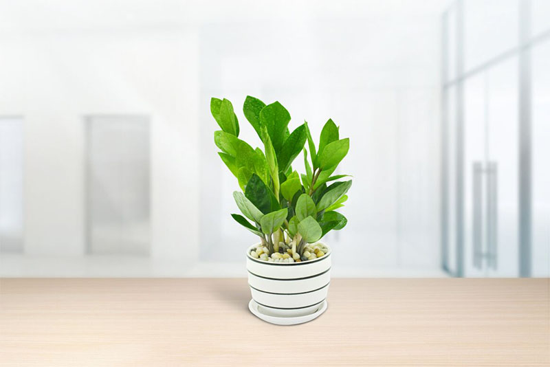 Gia đình bạn không giàu cũng vượng nếu trồng 1 trong 3 loại cây này trong nhà!- Ảnh 1. Gia đình bạn không giàu cũng vượng nếu trồng 1 trong 3 loại cây này trong nhà!- Ảnh 1.