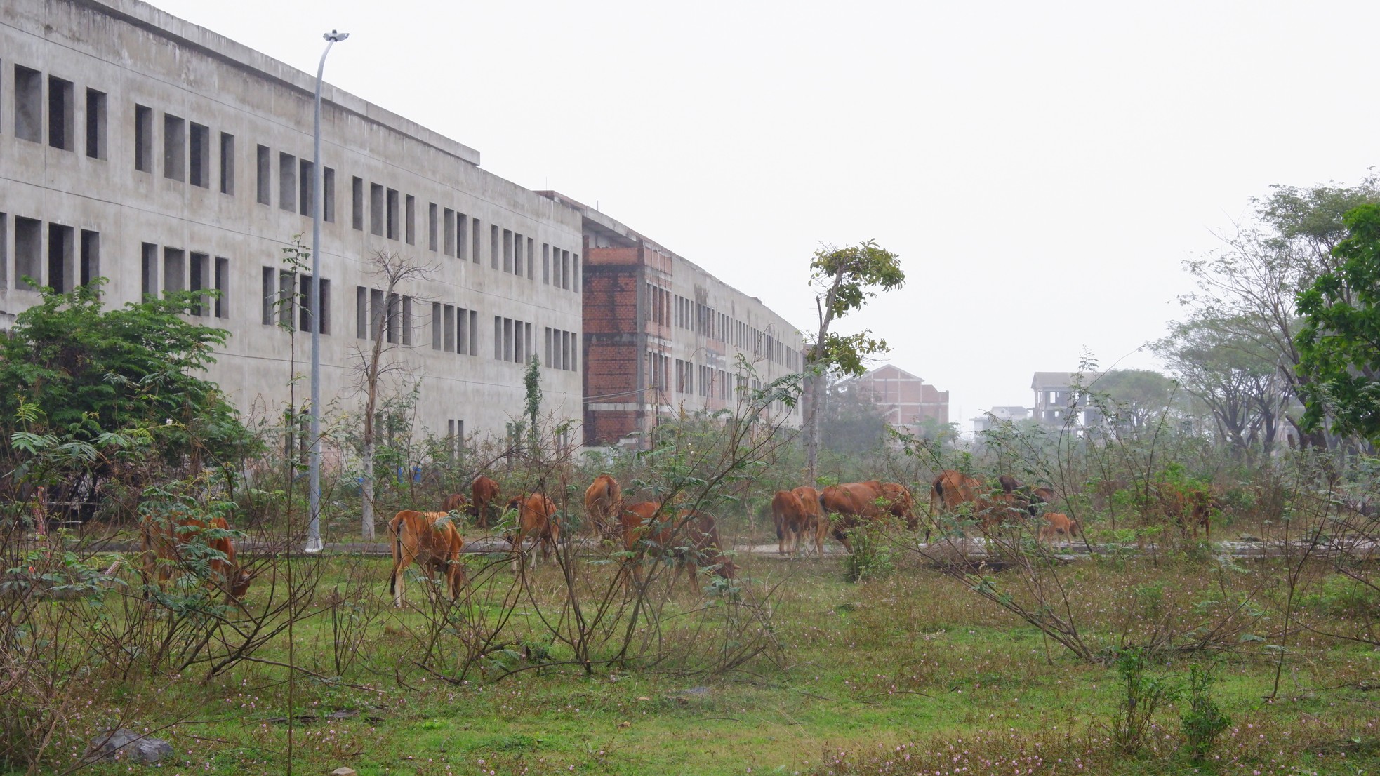 Cảnh hoang tàn của 'siêu' đô thị sinh thái 381ha 'view triệu đô' ở Đà Nẵng- Ảnh 7.