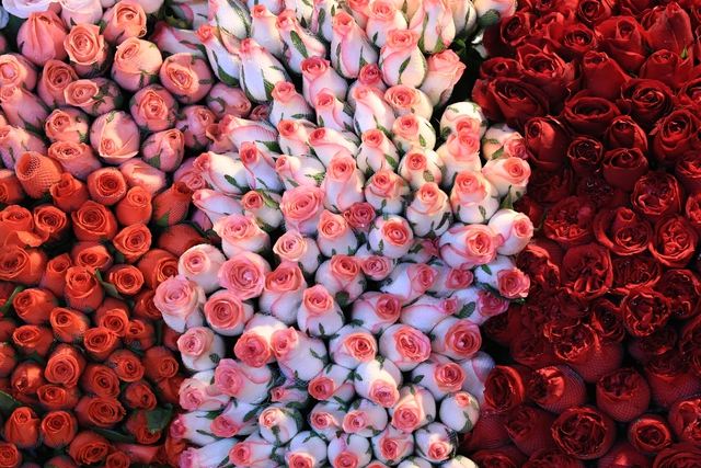 Cảnh vắng lặng chưa từng có trong suốt nhiều năm qua tại chợ hoa lớn nhất Hà Nội dịp Valentine- Ảnh 6. Cảnh vắng lặng chưa từng có trong suốt nhiều năm qua tại chợ hoa lớn nhất Hà Nội dịp Valentine- Ảnh 6.