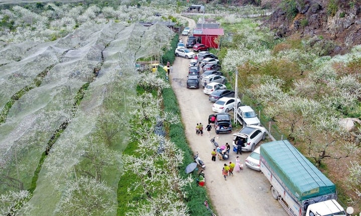 Du khách đổ xô ngắm hoa mận 'đẹp chưa từng thấy', khách sạn Mộc Châu 'thất thủ'- Ảnh 1.